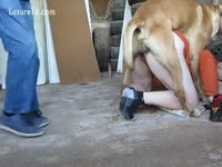 Beastiality Sex Video - Husband helps his Married slut explore beastiality fucking